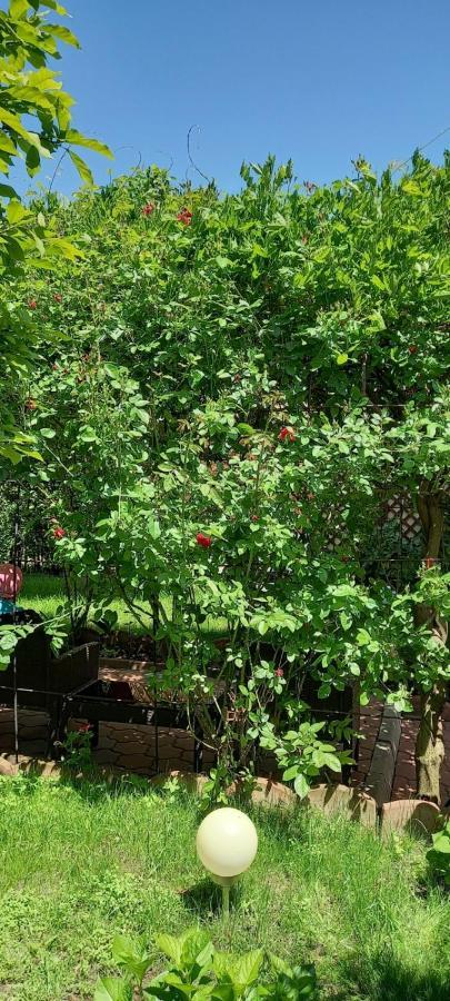 Pensiunea Magnolia سيبيو المظهر الخارجي الصورة