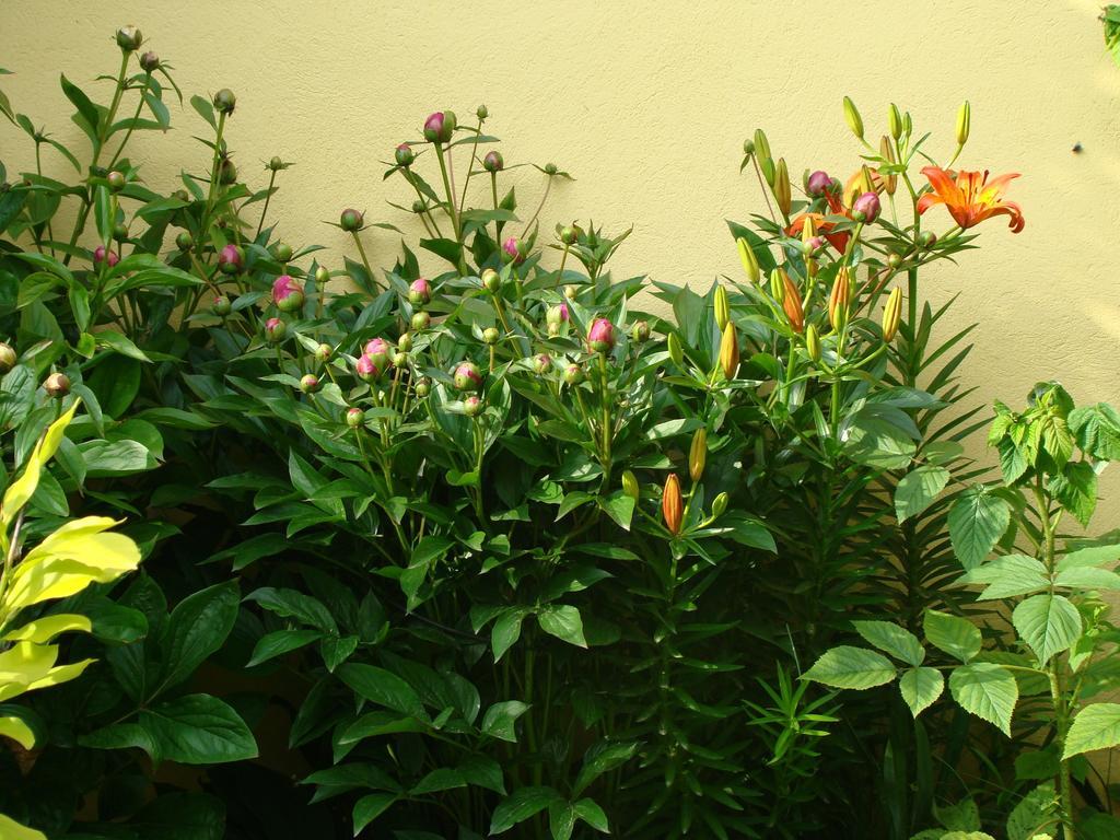 Pensiunea Magnolia سيبيو المظهر الخارجي الصورة