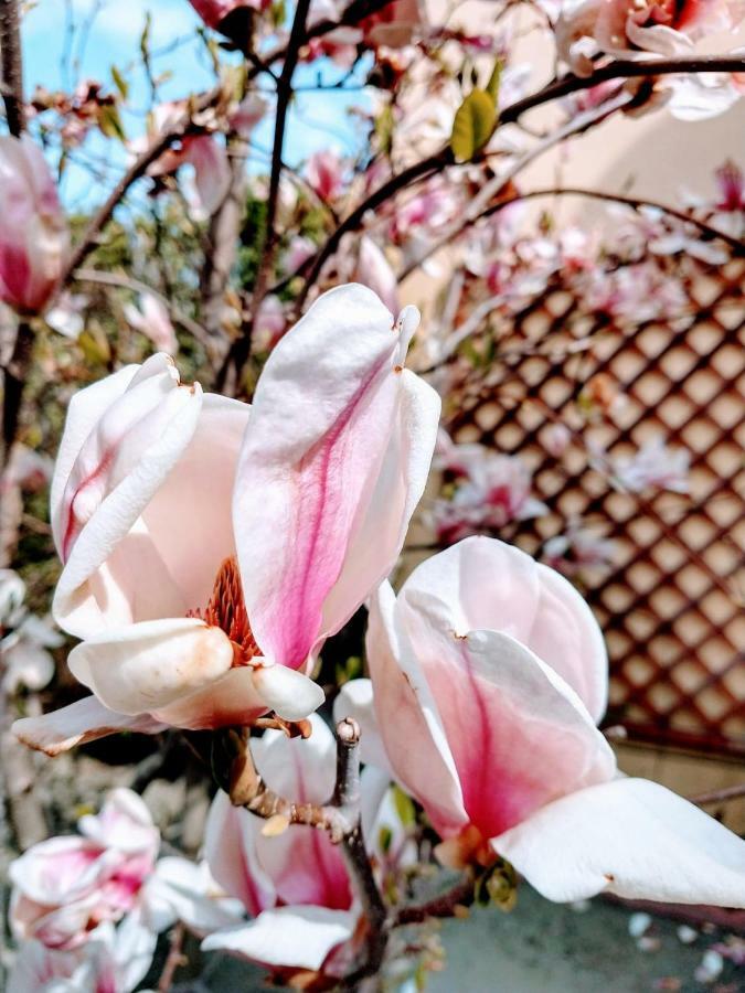 Pensiunea Magnolia سيبيو المظهر الخارجي الصورة