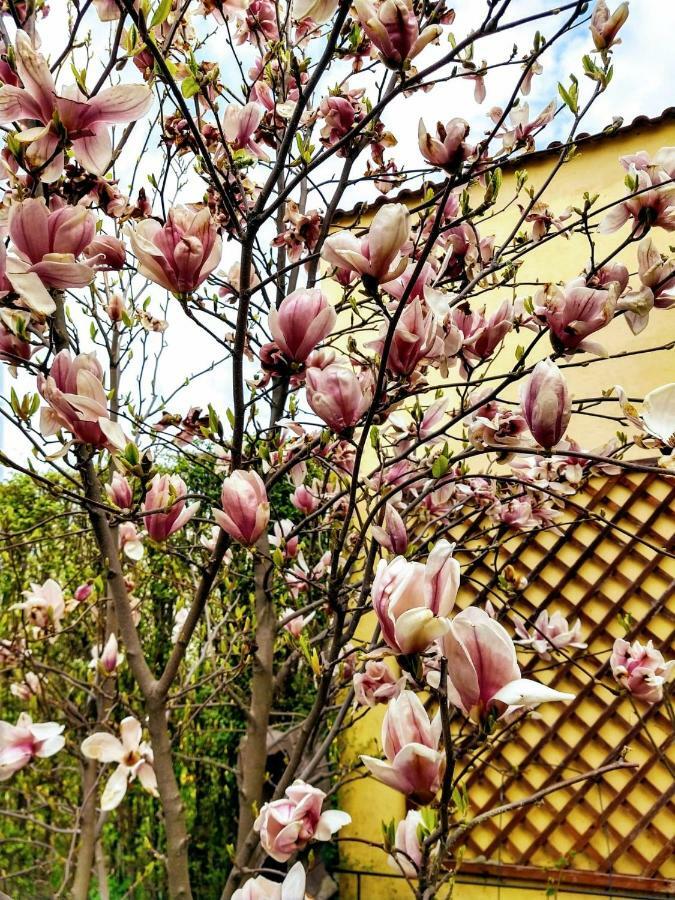 Pensiunea Magnolia سيبيو المظهر الخارجي الصورة