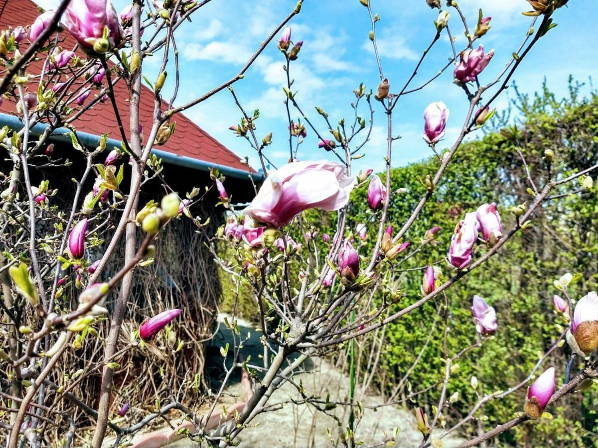 Pensiunea Magnolia سيبيو المظهر الخارجي الصورة